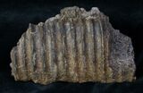 Edmontosaurus Jaw Section - Montana #12908-1